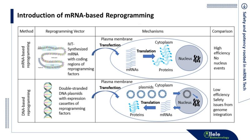 Prime Reserve Reprograming Technology Allele Biotechnology | Stem Cell Therapy