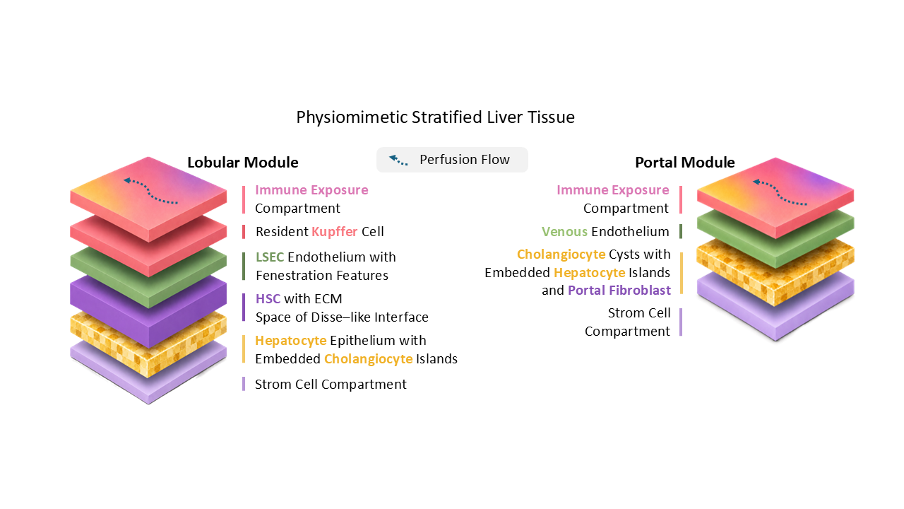Physiomimetic stratified liver tissue figure showing lobular and portal modules with perfusion flow and cell compartments.
